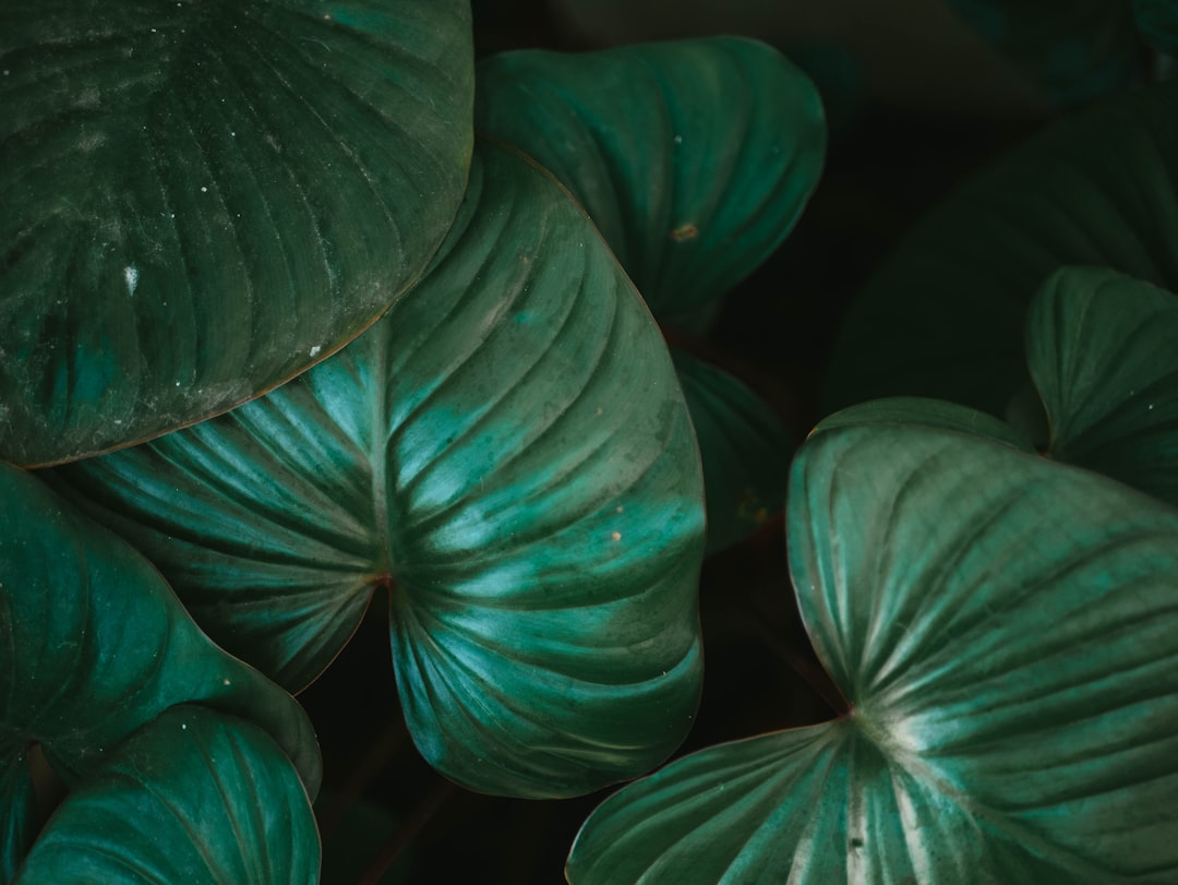 Discovering the Beauty of Hoya Pubicalyx